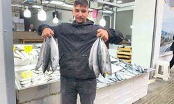 Sinop'ta Palamut Fiyatları 50 Liraya Düştü