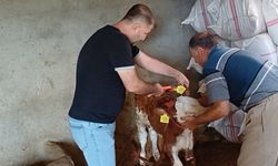 Şırnak'ta Hayvan Sağlığı İçin Aşılama ve Küpeleme Faaliyetleri Devam Ediyor