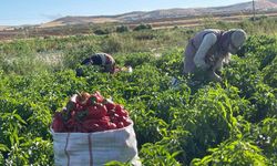Tarlalardan Sofralara: Acı Biberin Yolculuğu Başladı