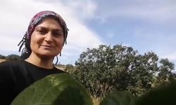 Tilki Ailesi İkram Peşinde: Arpaözü'nde Eğlenceli Anlar