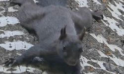 Tunceli'de Nadir Görülen Melanistik Sincap Gözlemlendi