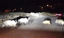 Yaban Domuzuna Yol Tarifi Veren Kadın Sürücü Gülümsetti