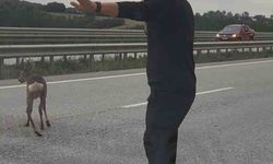 Yaralı Geyiğin Kurtarılmasına Duyarlı Aileden Destek