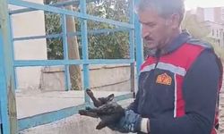 Yüksekova'da Araçta Mahsur Kalan Kedi İtfaiye Ekipleri Tarafından Kurtarıldı