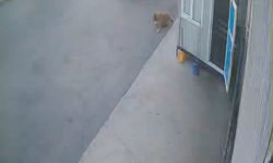 Yürekleri dağlayan sokak köpeği faciası