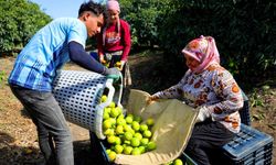Adana'da Mandalina Hasadı Başladı: Kilogram Fiyatı 8-10 Lira Arasında