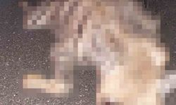 Adıyaman'da nesli tükenme tehlikesi altındaki çizgili sırtlan telef oldu