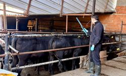 Afyonkarahisar'da ithal damızlık sığırlara sağlık kontrolü yapılıyor