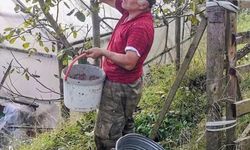 Ağasar'da Fındık Yerine Ceviz Üretimi Öne Çıkıyor