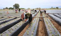 Aydın'da çilek üreticileri yeni sezon hazırlıklarına başladı