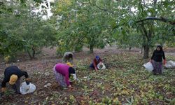 Aydın'da kestane hasadı sezonu sona erdi, rekolte beklentisi yüksek