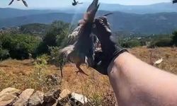 Aydın'da Kınalı Keklik Salımı ile Yaban Hayatı Destekleniyor