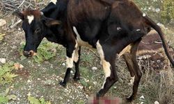 Batman'da pikap yolda aniden çıkan ineğe çarptı
