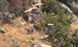 Batman'ın Gönüllü köyünde nesli tehlike altında çizgili sırtlan görüntülendi