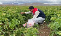 Bayburt'ta Tohumluk Patates Üretim Alanlarında Karantina Kontrolü Uygulandı