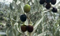 Bursa'da bu sezon 290 bin ton zeytin rekoltesi bekleniyor