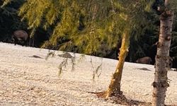 Büyükçekmece'de aç kalan domuz sürüsü yerleşim yerine indi
