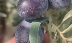 Didim'de Zeytin Üreticilerine Zeytin Sineği İkazı