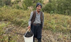 Diyarbakır'da aronya meyvesi hasadı Çüngüş ilçesinde başladı