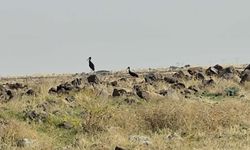 Diyarbakır'da leylek göçü başladı, kara leylekler dikkat çekti