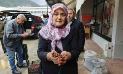 Dünyaca Ünlü Erfelek Kuzu Kestanesi Artık Tezgahlarda