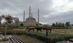 Edirne Selimiye Meydanı'nda başıboş atlar vatandaşları şaşırttı