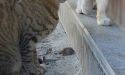 Edirne'deki tekir kedi, fareyi diğer kediden korudu