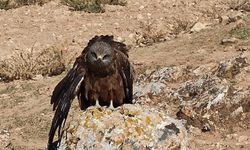Elazığ'da Yaralı Çaylak Kuşuna Duyarlı Koruma