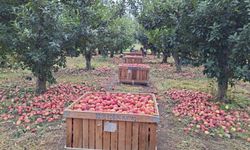 Elma Üreticileri Zorlu Bir Dönemden Geçiyor