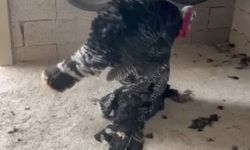 Erkek hindi, vefat eden dişi hindiyi başından ayırmadı