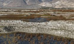 Erzincan Kuş Cenneti'nde göç öncesi son görüntüler kaydedildi