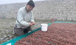 Fındık Üreticileri, Kulakkaya Yaylası'nda Kurutma Sorunlarıyla Yüzleşiyor