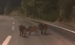 Kahramanmaraş'ta Gece Yolda Domuz Sürüsü Görüntülendi