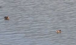 Kahramanmaraş'ta sulak alan su kuşlarına ev sahipliği yapıyor