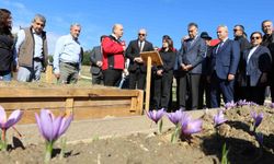 Karabük'te Safran Hasat Dönemi Başladı