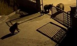 Kars'ta boz ayılar sokaklarda dolaşırken ilginç diyaloglar yaşandı