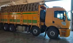 Kastamonu İnebolu'da TMO 100 ton fındık alımı gerçekleştirdi