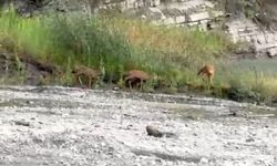 Kastamonu'da Dereden Su İçen Karacalar Görüntülendi