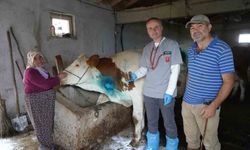 Kastamonu'da yemek borusuna armut kaçan gebe inek kurtarıldı