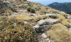 Kaz Dağları'nda yeni bir böcek türü keşfedildi