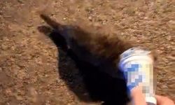 Kedinin kafasına sıkışan plastik kutu, itfaiyeye götürdü