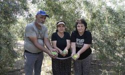 Mersin'de Zeytin Fidanları Hasat Zamanı