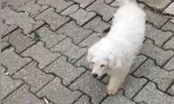 Motosikletle Kaçırılan Pamuk, Polis Tarafından Bulundu