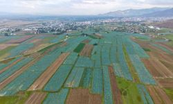 Muş Ovası'nda lahana hasadı başladı, 165 milyon liralık katkı bekleniyor