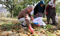 Nazilli Belediye Başkanı Tetik: Kestane üreticilerine destek şart