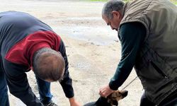 Ortaca'da kedi ve köpeklere kuduz aşısı uygulandı