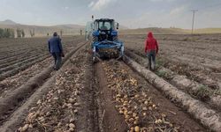 Patnos'ta patates hasadı başladı, cips fabrikalarına gidiyor
