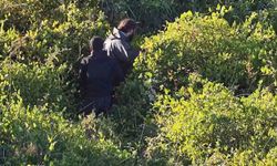 Samsun'da Gökdoğan Avcıları Suçüstü Yakalandı, 1.5 Milyon TL Ceza