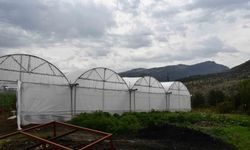 Şırnak'ta aileler devletten aldıkları hibe ile sera kurdu
