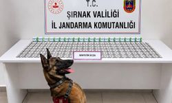 Şırnak'ta jandarma uyuşturucu operasyonu: 12 kişi tutuklandı